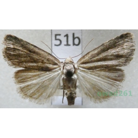 Athetis gluteosa (Treitschke, 1835) Czech51b